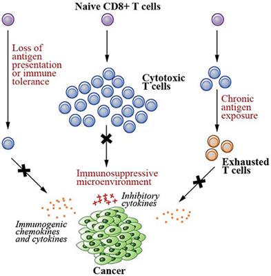 Therapeutic Cancer Vaccines—T Cell Responses and Epigenetic Modulation